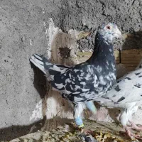 سار، سرورر، بزک، عطیقه