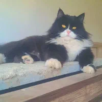 گربه پرشین تاکسیدو