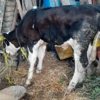 گوساله هلشتاین نر|حیوانات مزرعه|گرگان, |دیوار