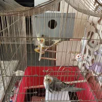 دو عدد عروس هلندی با قفس و جا دونی و جا آبی