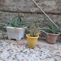 گل و گیاه|گل و گیاه طبیعی|ایذه, |دیوار