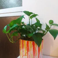 پیچک