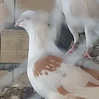 پلاکی پشتار ماده