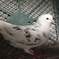 کبوتر پرشی ناب|پرنده|مشگین شهر, |دیوار