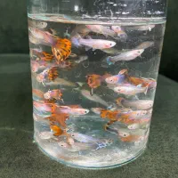 ماهی گوپی بالغ و بچه|ماهی|هشتگرد, شهرک آفتاب|دیوار