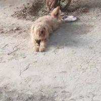 سگ شیتزو|سگ|مرودشت, استادیوم|دیوار