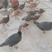 بوقلمون نر اومده ۱۵۰۰