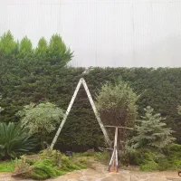 هرس سمپاشی گلکاری علف تراشی چمن کاری کوددهی|خدمات باغبانی و درختکاری|نوشهر, |دیوار