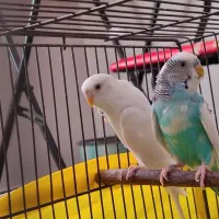 مرغ عشق آماده