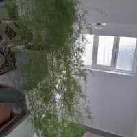 گل طبیعی
