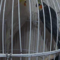 عروس هلندی|پرنده|گرگان, |دیوار