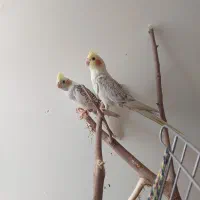 دو جوجه عروس هلندی گل باقالی دو ماهه
