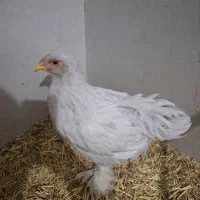 نیمچه برهما ۴ ماهه