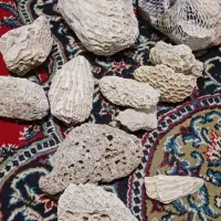 مرجان کف اکواریوم|ماهی|شیراز, معالی‌آباد|دیوار