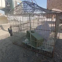 قفس پرنده|لوازم جانبی حیوانات|اصفهان, لاله|دیوار