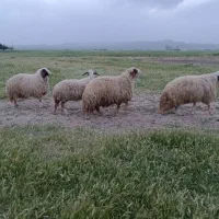 گوسفندداشتی سنجابی