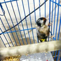 سهره خاکی و سهره رسمی|پرنده|قم, شاه ابراهیم|دیوار