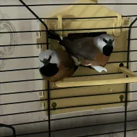 پرنده فنچ کرواتی پاروسون