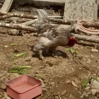 مرغ خروس نژاددار|حیوانات مزرعه|اهواز, کوی مهدیس|دیوار