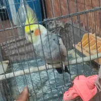 عروس هلندی سخنگو