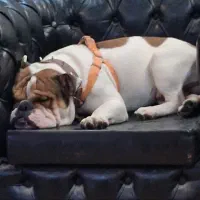 سگ انگلیش بولداگ انگلیس بولداگ|سگ|تهران, مهرآباد جنوبی|دیوار