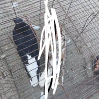 کبوتر رنگی|پرنده|شادگان, |دیوار