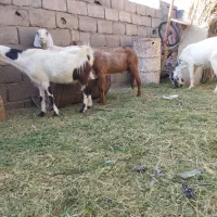 بزپاکستانی|حیوانات مزرعه|نگین کویر, |دیوار