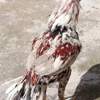 خروس لاری اصل