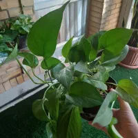 گل پتوس و قاشقی و سم اسبی