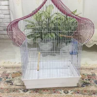 قفس پرنده،کوتوله برزیلی،عروس هلندی