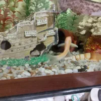 یک عدد ماهی کت برنز|ماهی|تهران, جوادیه تهرانپارس|دیوار