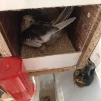 معاوضه عروس با قناری یا گرینچیک|پرنده|مشهد, شفا|دیوار