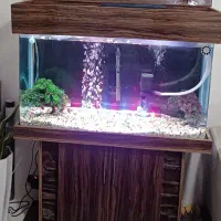 آکواریوم شیشه خم 1متری فروش یا معاوضه با طوطی