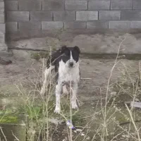 واگذاری پیت بول ماده