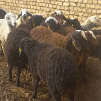 بره‌نراصیل|حیوانات مزرعه|دشتابی, |دیوار