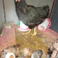 مرغ و جوجه هاش|حیوانات مزرعه|آبدانان, |دیوار