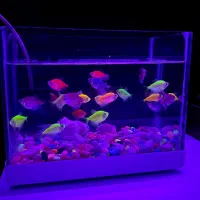 آکواریوم کوچک به همراه ماهی