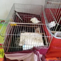 فروش پرنده|پرنده|بومهن, |دیوار