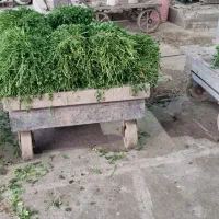استخدام همکار آقا جهت کار در حجره میدانبار