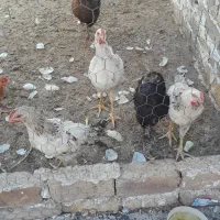 مرغ و خروس|حیوانات مزرعه|کرج, کیانمهر|دیوار