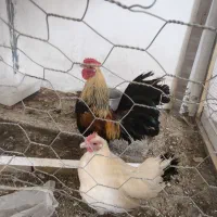 مرغ و خروس مینیاتوری چهل تاج بادومی