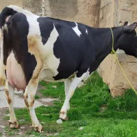 گاو هلشتاین شیری با گوساله نر