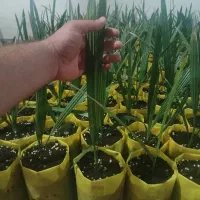 نخل مجول زعفرانی اصل