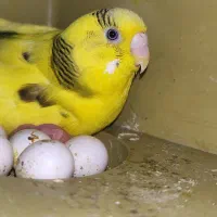 مرغ عشق مولد با جوجه