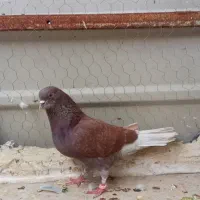 شازده سرخ ....سرخ دمب سفید   زاغ همه نر