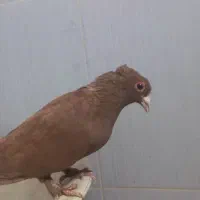 نروماده زردوگلی کلایی باجوجه