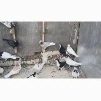 ۳۰ تا کفتر رنگه|پرنده|ششطراز, |دیوار