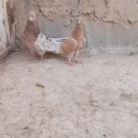 کبوتر پرشی سرور|پرنده|ابرکوه, |دیوار