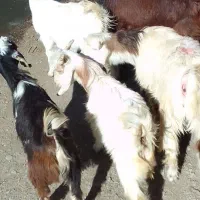 شیشک اول زا بره نره میش بزغاله نره