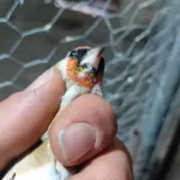 سره هر دو ماده هستند|پرنده|صوفیان, |دیوار